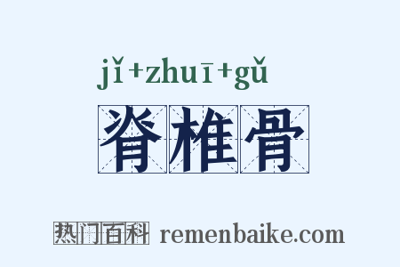 脊椎骨是什么意思的图片